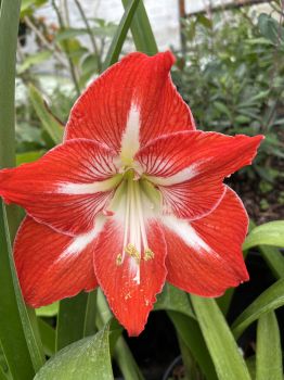 Amaryllis Minerva Healthy Bulb 26-28cm! Great Holiday Gift! Easy Grow Bulbs!